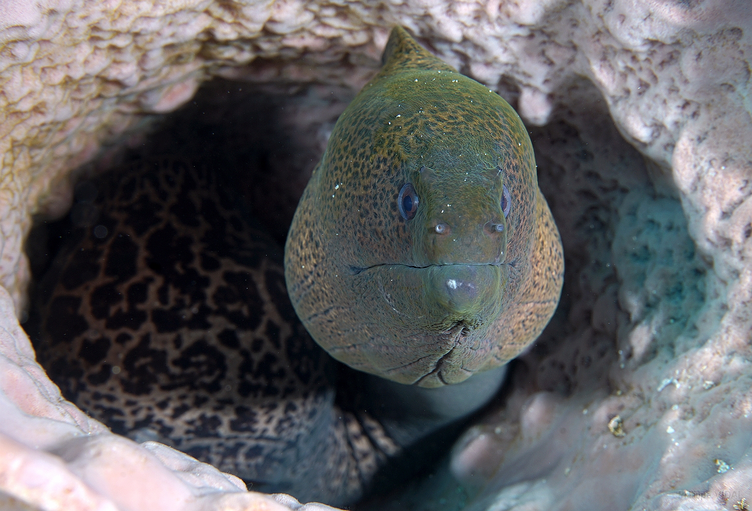 Banda Sea 2018 - DSC05990_rc - Giant moray - Murene Javanaise - Gymnothorax javanicus.jpg